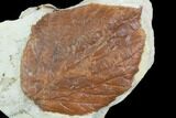 Fossil Leaf (Beringiaphyllum) - Montana #101958-1